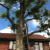 Sherman Tree Trimming by MRO Landscaping LLC